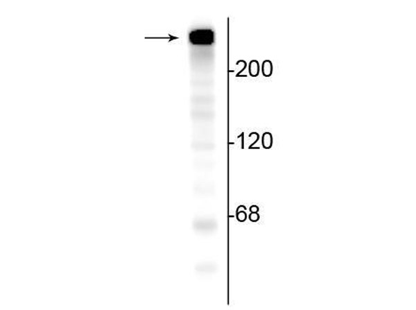 Western Blot of anti-alpha-II-spectrin